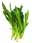 09063243: Culantro, Mexican coriander, or long coriander